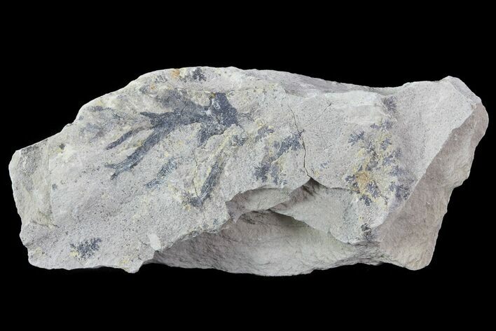 Graptolite Fossil - Rochester Shale, NY #68907